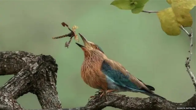 इंडियन रोलर पक्षी