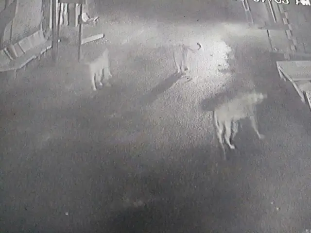 குஜராத்: கிராமத்தில் வீதி உலா செல்லும் சிங்கங்கள்