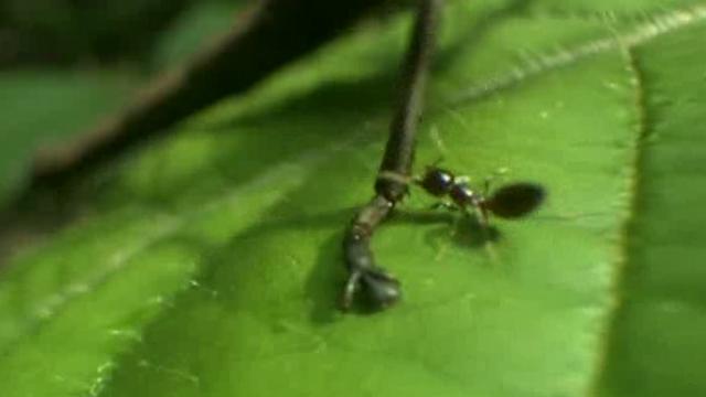 Hormiga picando al insecto en las patas