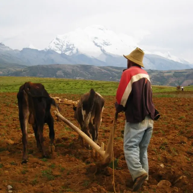 Agricultor con un arado tirado por bueyes en Copa