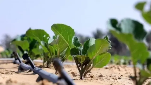 ਖੇਤੀ, ਤੁਪਕਾ ਸਿੰਚਾਈ ਪ੍ਰਣਾਲੀ ਨਾਲ ਸਿੰਜੇ ਜਾ ਰਹੇ ਬੂਟੇ