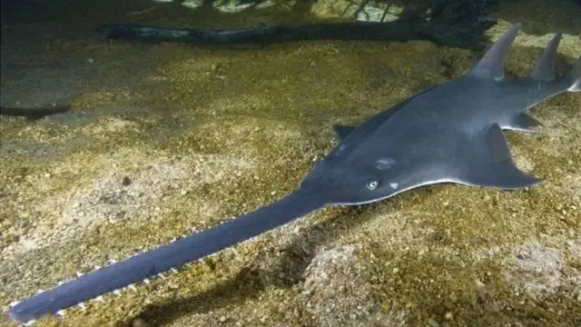 రంపపు చేప