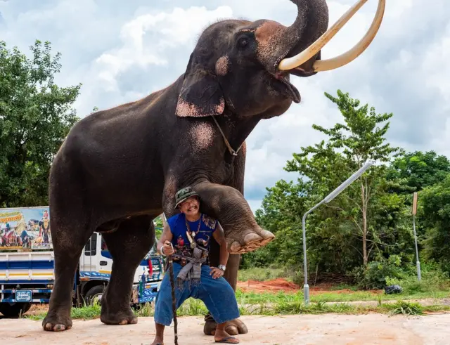 Kwanmuang,como indicar esporte da sorte18 anos, e seu 'mahout' Lek