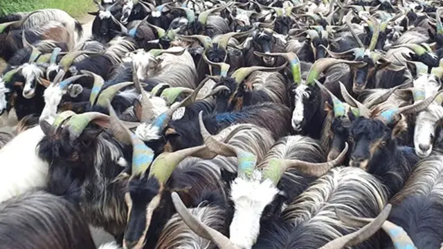 च्याङ्ग्रा