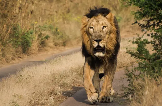 ગીરના સિંહની તસવીર