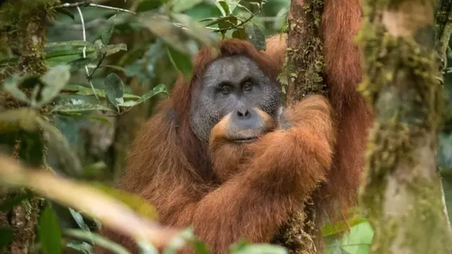 Pongo tapanuliensis