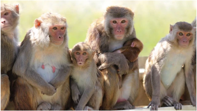 Hakuna tumbili yeyote wa kiume aliyetumia mafuta hayo, alifaulu kummzalisha tumbili wa kike