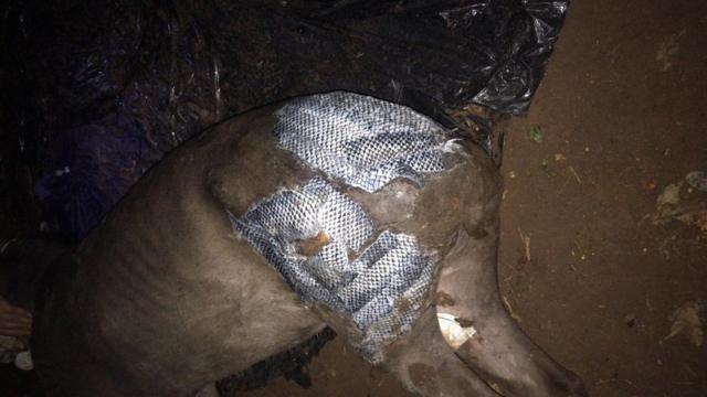 Anta sendo tratado com peleslots vencedores 2024tilápia; animal teve traseiro bastante ferido