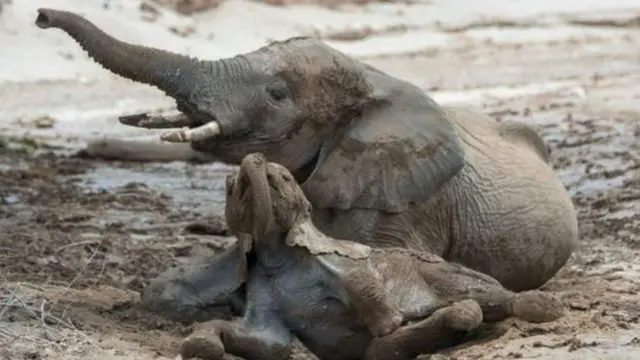 This is the not the first time Namibia is auctioning animals, including elephants