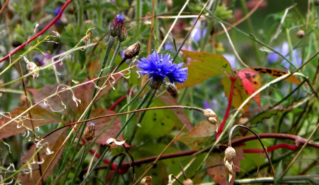 "Оттенки осени"