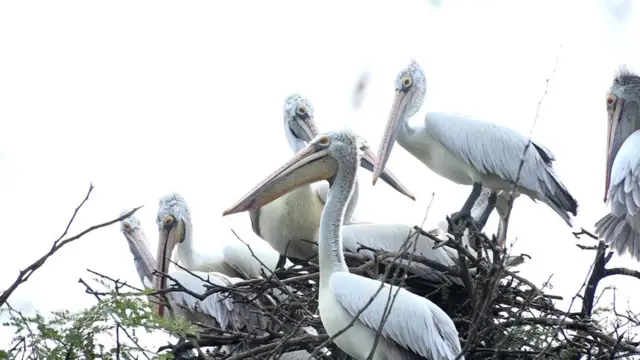ఉప్పల‌పాడు వలస పక్షుల రక్షిత కేంద్రం
