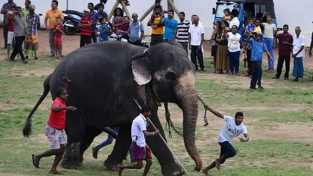 Elephants in Sri Lanka