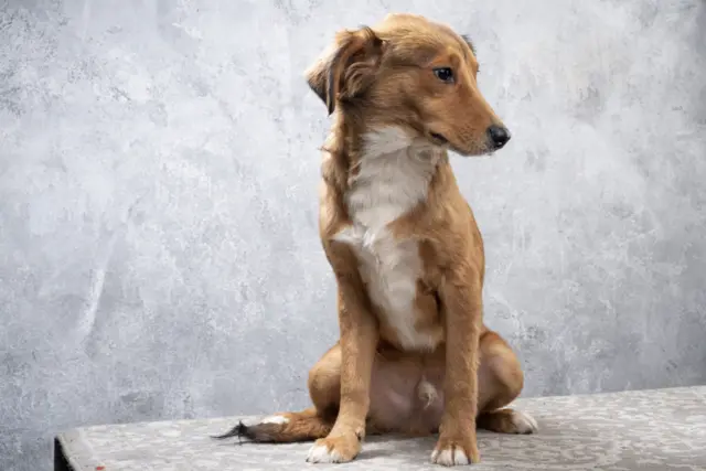 пас за удомљавање