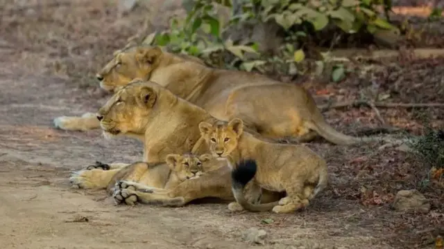 సింహాలు