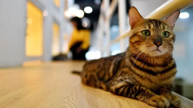 kucing