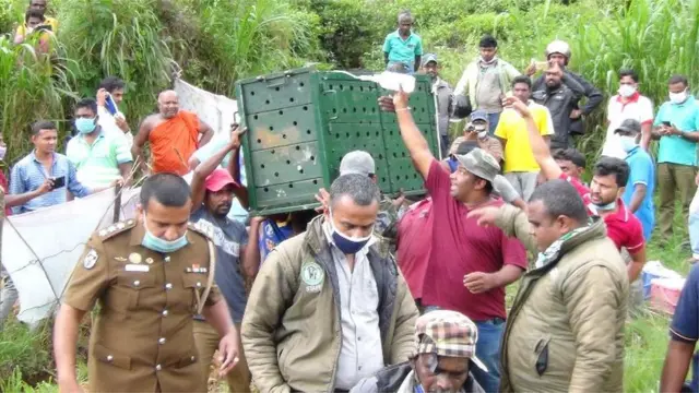 இலங்கையின் அரிய வகை கருஞ்சிறுத்தை இறந்தது - விசாரணைகள் தீவிரம்