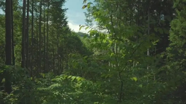 फॉरेस्ट थेरेपी, जापान, टोक्यो