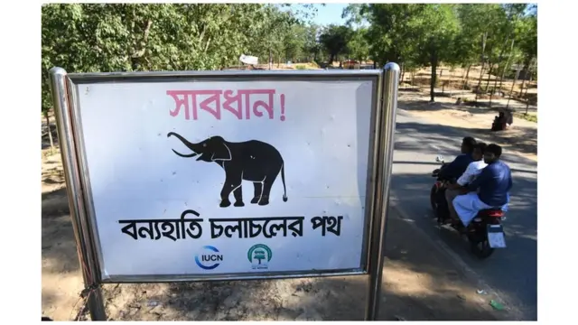 বন্য হাতি