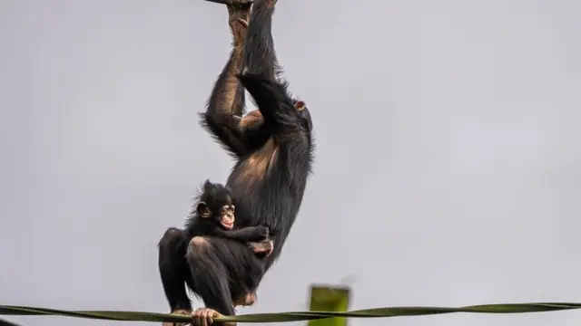 Chimpanzee Stevie with new baby brother
