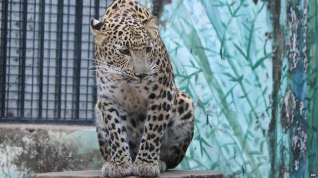 ਡਾ. ਆਮਟੇ ਦੀ ਜੰਗਲੀ ਜੀਵਨ ਬਚਾਉਣ ਦੀ ਮੁਹਿੰਮ