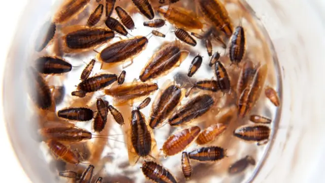 చైనా, బొద్దింకలు