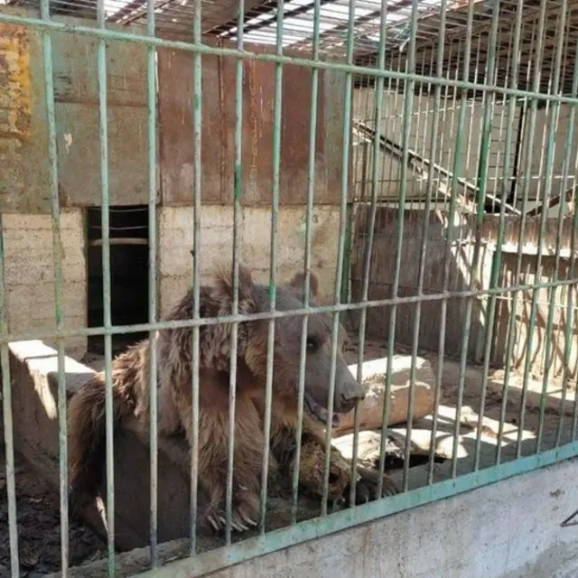 Нукусдаги ҳайвонот боғи