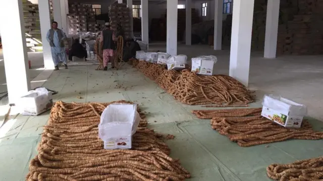 د کندهار اینځر