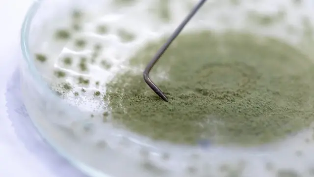 تتضمن الأغذية التي تقدمها شركة "وايلد إيرث" أنواعا من الفطر مثل "فطر كوجي" الذي يساعد على إكساب الوجبات مذاق اللحوم