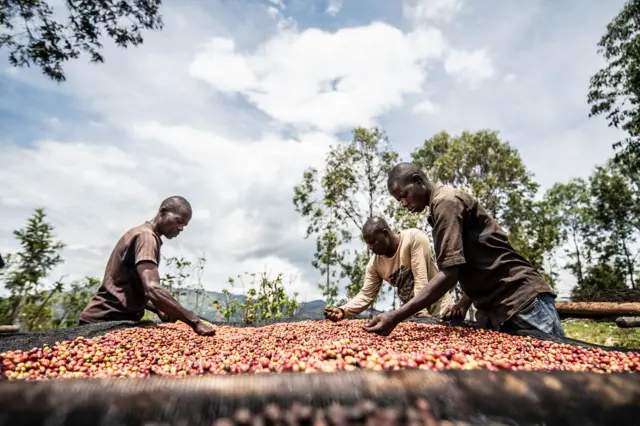 Le responsable marketing Jacques Semandwa au milieu, 40 ans, triant des grains de café avec d'autres ex-combattants à Idjwi. 14 avril 2022.