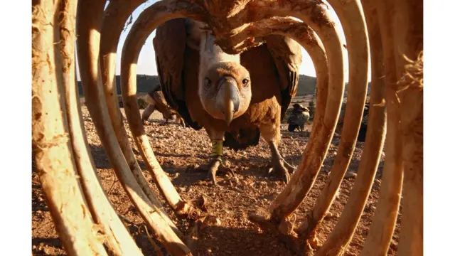 Белый гриф в поисках пищи.