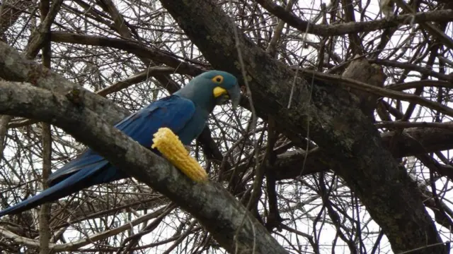 Arara-azul-de-lear (Anodorhynchus leari)