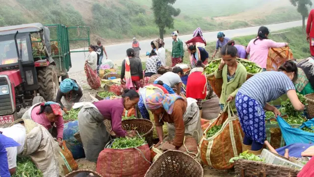 इलामको चिया