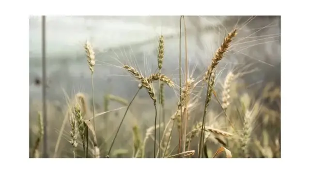 Dans le Hertfordshire, dans le sud de l'Angleterre, le blé génétiquement modifié contribue à accroître les rendements.