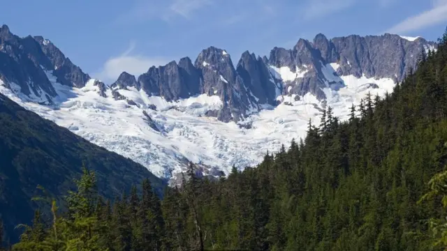 يجمع سكان بلدة سكاغواي وزوارها براعم أغصان شجر التنوب من الغابة المجاورة للبلدة ويبيعون الرطل منها لحانة "سكاغواي بريونغ كو" مقابل خمسة دولارات