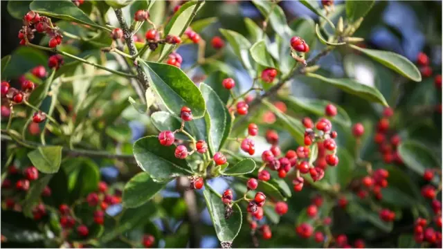 یویون کا پودا