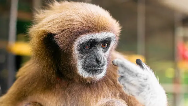 වඳුරෙක් කළ හදියක්