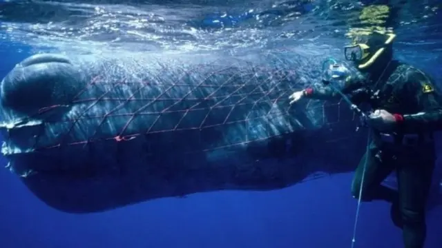 ਐਮਬਗਰਿਸ