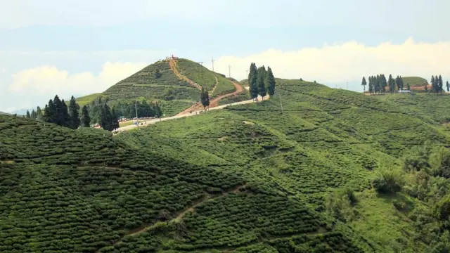 कन्याम चिया बगान