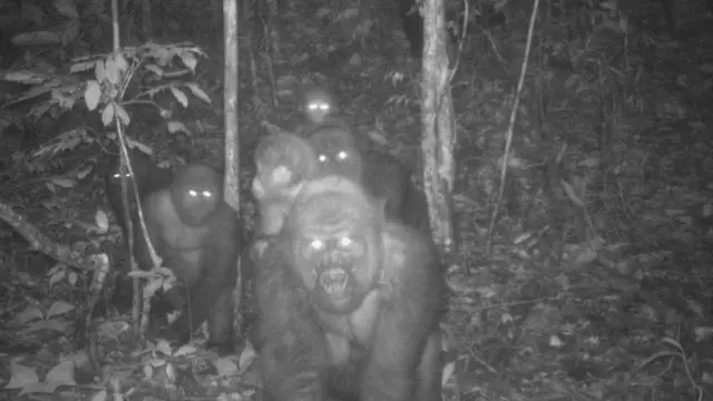 Це фото річкових горил зробила камера спостереження в травні цього року