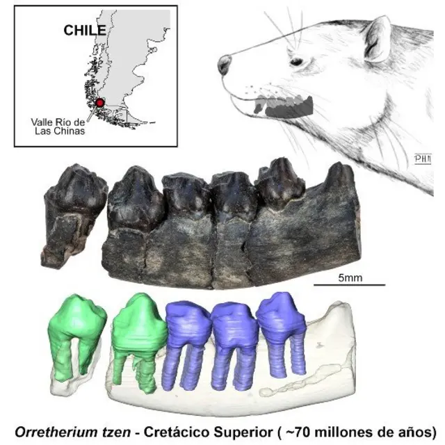 Ilustración de la mandíbula y dientes hallados