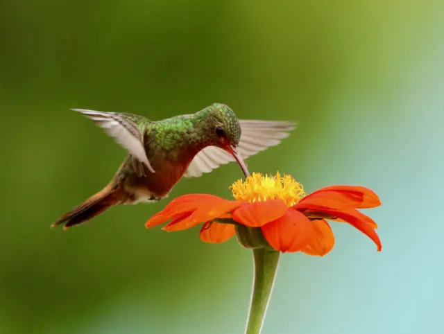 Rufous-tailed Hummingbird, Amazilia tazacatl, sedang memakan bunga matahari Meksiko.