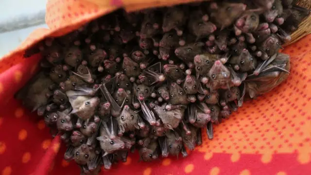 Murciélagos egipcios de la fruta