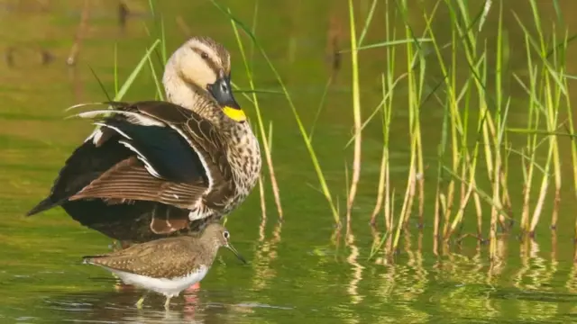 బిల్డ్ డక్