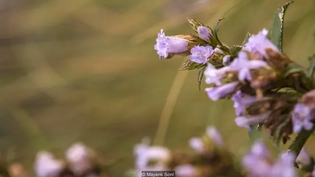 નીલકુરંજી