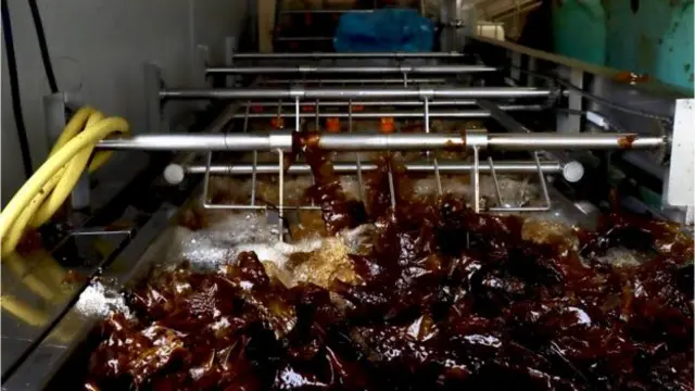 ပင်လယ်ထဲက ဆယ်ယူလာတဲ့ အဲဒီရေညှိတွေကို လျင်လျင်မြန်မြန် ဆေးကြောသုတ်သင် ပြင်ဆင်ဖို့လို