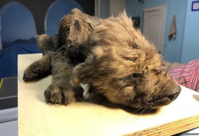 18 साल पुराना दफ़न पिल्ला