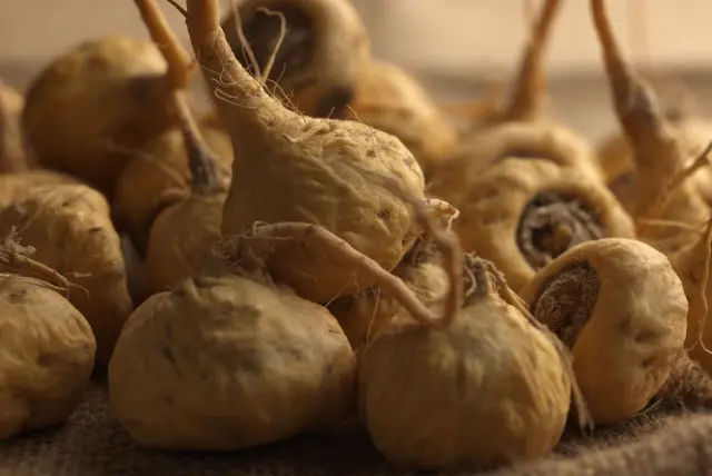 Maca peruana