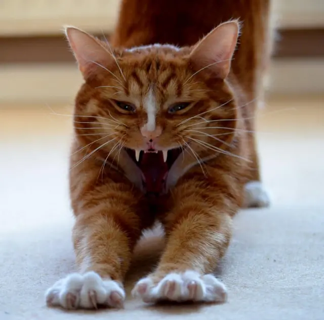 நீட்டி முழக்கும் மெர்லி மியாவ்