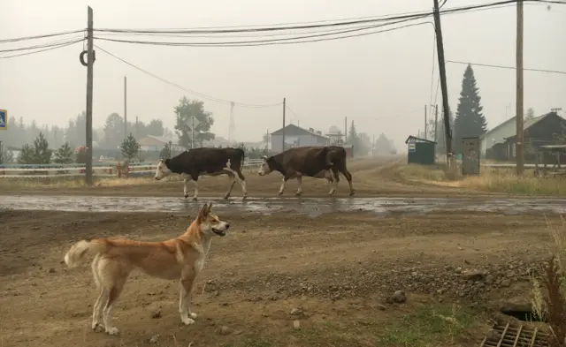 Собака с коровами