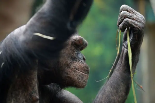 ચીમપાનઝી